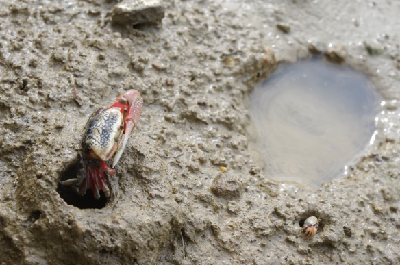 Fiddler crabs in the mud, Guandu